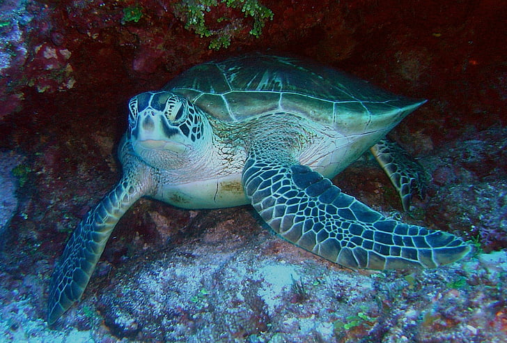 green sea turtle