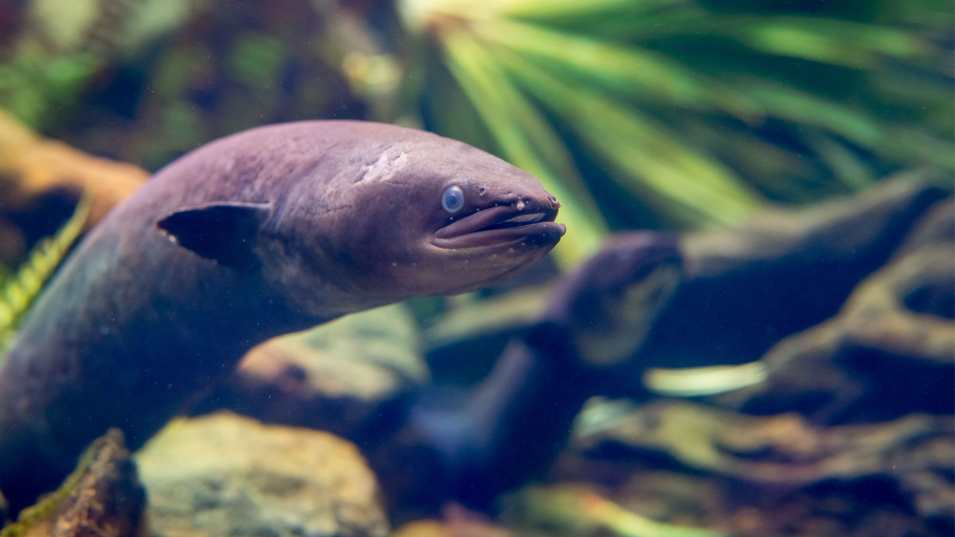 Longfin eel closeup